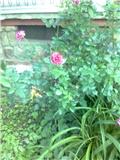 ruža penjačica